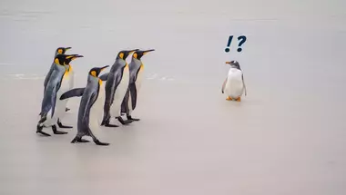 Un pinguino guarda con curiosità un gruppo di pinguini reali