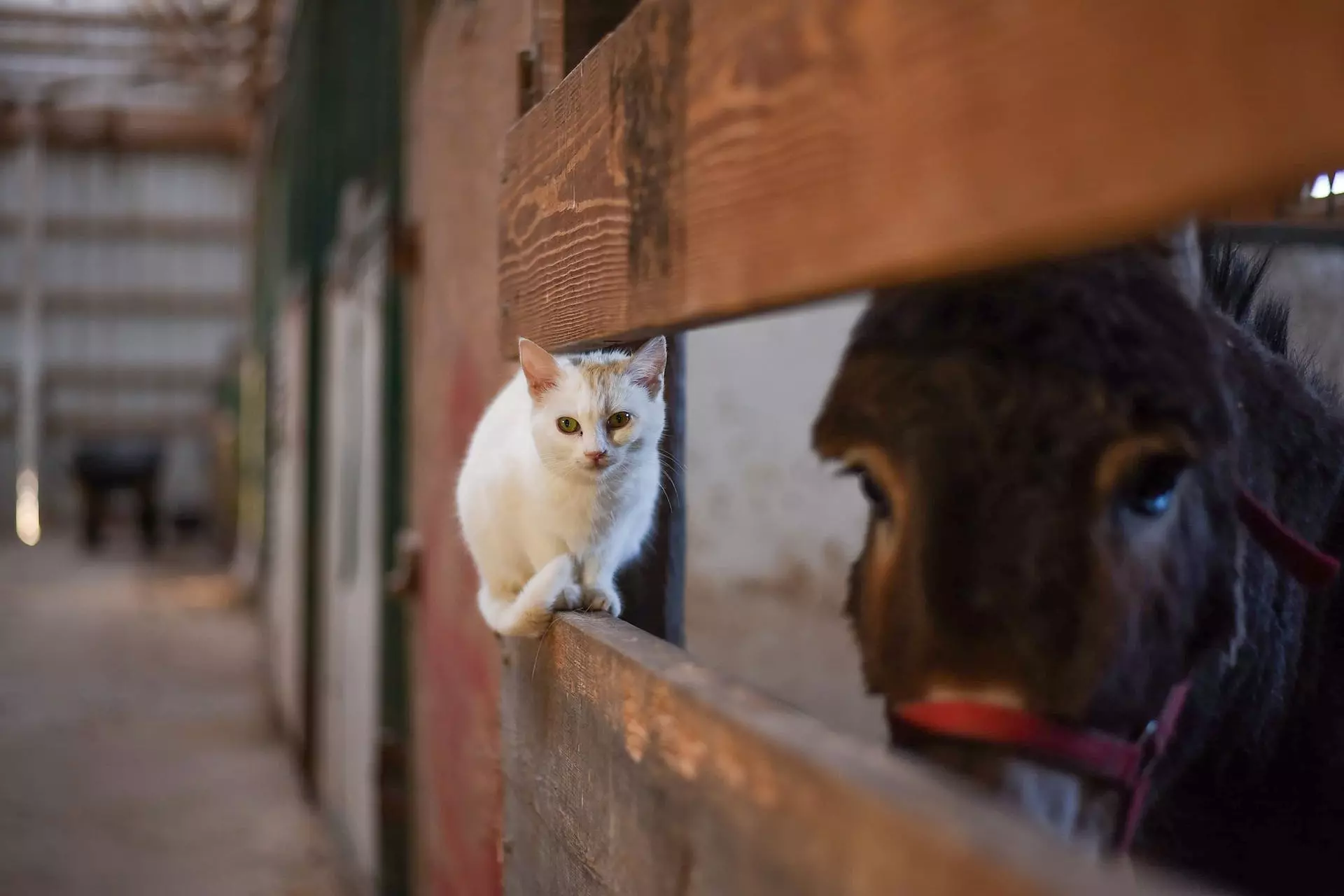 Cat and a Mule in the stable